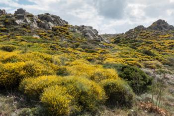 Mediterranean Maquis Flowering in Sardinia