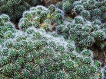 Rebutia Cactus (Rebutia albiflora)