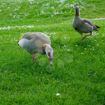 Egyptian Geese (alopochen aegyptiacus) Wandering through the Grass