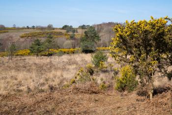 View of the Ashdown Forest in East Sussex on a sunny spring day