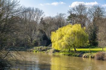 Two weeping willow trees bursting into leaf in springtime on the banks of the River Stour in Aylesford