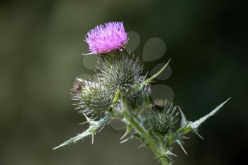 Thistle flowering on a summer's day in Wiltshire