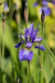 Iris flower blooming in springtime in an English garden