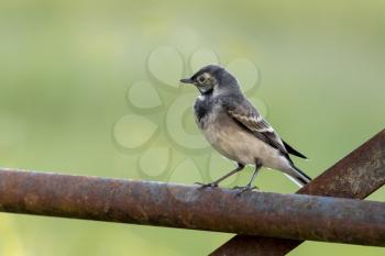 Juvenile Pied Wagtail resting on an iron gate