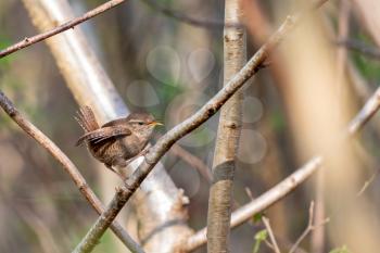 Tiny Wren (Troglodytes troglodytes) perched in a tree in springtime