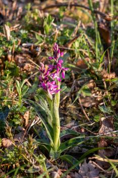 Early Purple Orchid (Orchis mascula) flowering near East Grinstead