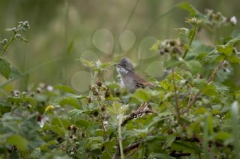 Common Whitethroat (Sylvia communis) perched on a bramble with nesting material in its beak
