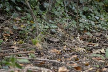 Song Thrush (Turdus philomelos) standing on the canopy floor
