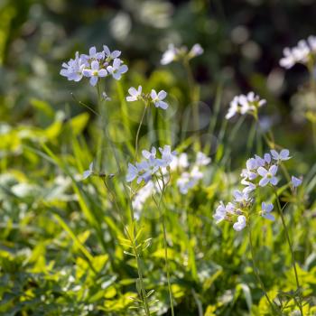 Cuckoo flowers (Cardamine pratensis) flowering in the spring sunshine at Birch Grove in East Sussex