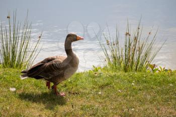 Greylag Goose (Anser anser) by a Lake near Turners Hill