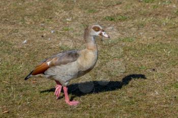 Egyptian Goose (Alopochen aegyptiacus) wandering through the grass
