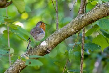 Robin singing in a tree on a spring day