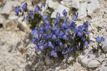 Bellflower (Campanula cochleariifolia) growing wild in the Dolomites