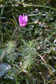 Wild Cyclamen (Persicum) in full bloom in the Dolomites