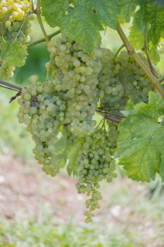 Bunches of grapes ripening in the sun in Italy