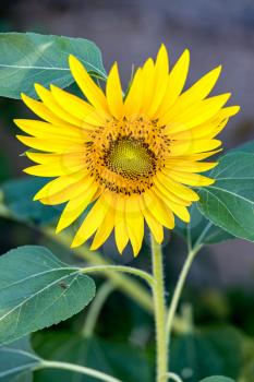 Sunflower blooming in a garden in Italy
