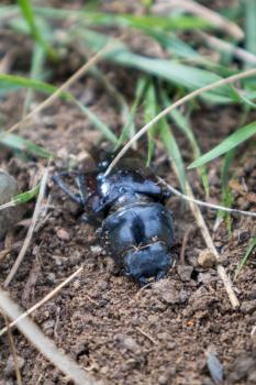 Female European stag beetle (Lucanus cervus) resting on the earth
