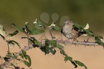 Hedge Accentor (Dunnock) perched on a bramble in Sussex