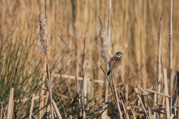 Reed Bunting (Emberiza schoeniclus) clinging to a Bulrush seed head