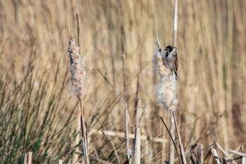 Reed Bunting (Emberiza schoeniclus) clinging to a Bulrush seed head