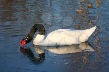 A Black_necked Swan (cygnus melancoryphus) on an icy lake