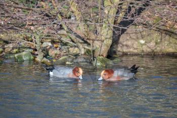 A pair of Eurasian Wigeon (anas penelope) on a lake in wintertime
