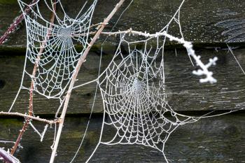 Spiders web glistening with hoar frost on a winters morning