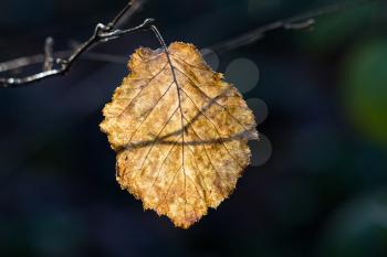 Alder leaf (Alnus glutinosa) illuminated by the weak winter sunshine