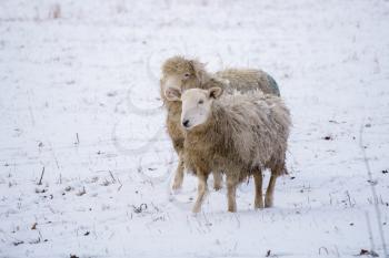 Sheep in the snow in East Grinstead in West Sussex