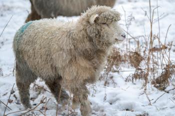 Sheep in the snow in East Grinstead in West Sussex