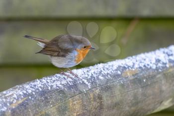 Robin standing on a wooden fence rail covered with a sprinkling of snow