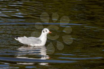 Black-headed gull (Chroicocephalus ridibundus) floating in Hedgecourt Lake