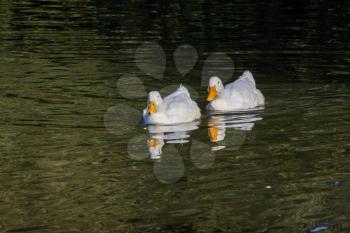 White ducks swimming on Hedgecourt Lake near East Grinstead