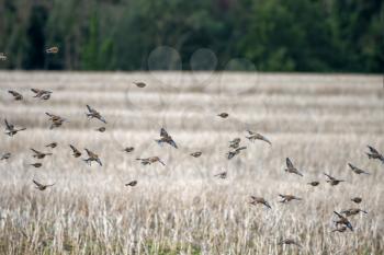 Common Linnets (Linaria cannabina) in flight over a recently harvested rape field