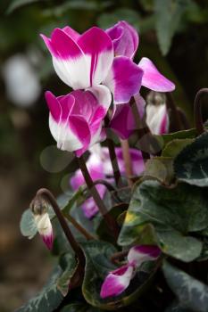 Pink and white Cyclamen (Persicum) in full bloom in an English garden