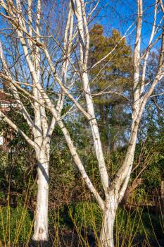 Winter sunshine on two Silver Birch trees in East Grinstead