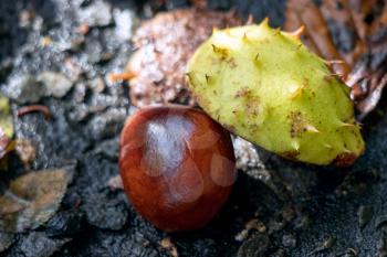 Ripe fruit of the Horse Chestnut tree commonly called conkers on the ground