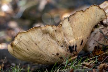 Shelf fungus, also called bracket fungus (basidiomycete) growing on a fallen tree