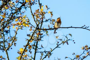 Robin singing in an Hawthorn tree on an autumn day