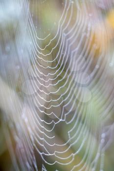 Spiders webiders web glistening with water droplets from the dew