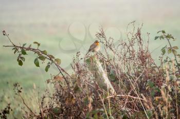 Robin perched on a wooden post on a misty autumn day