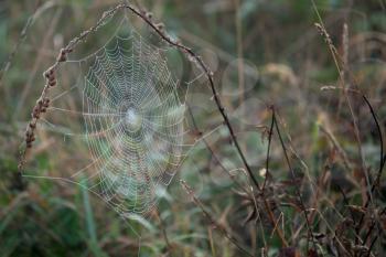 Spiders web glistening with water droplets from the autumn dew
