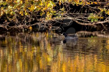 Coot swimming in golden reflections in Cripplegate Lake