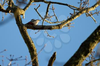Great Spotted Woodpecker in natural habitat