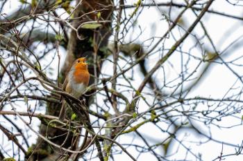 Robin singing in a tree on an autumn day