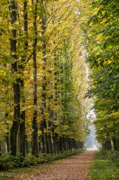 Avenue of Elm trees in Parco di Monza Italy in autumn