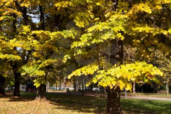 Autumn colours in Parco di Monza Italy