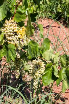 Bunches of grapes ripening in the sun