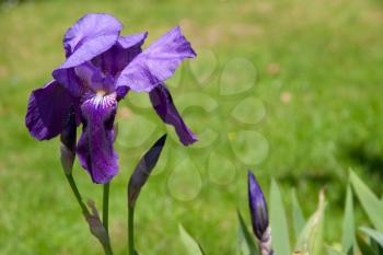 Iris (irideae) flowering in an english garden