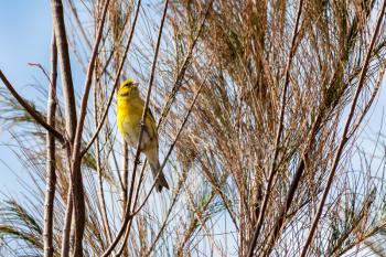 Canary (serinus canaria) clinging to a tree in Madeira Portugal Europe